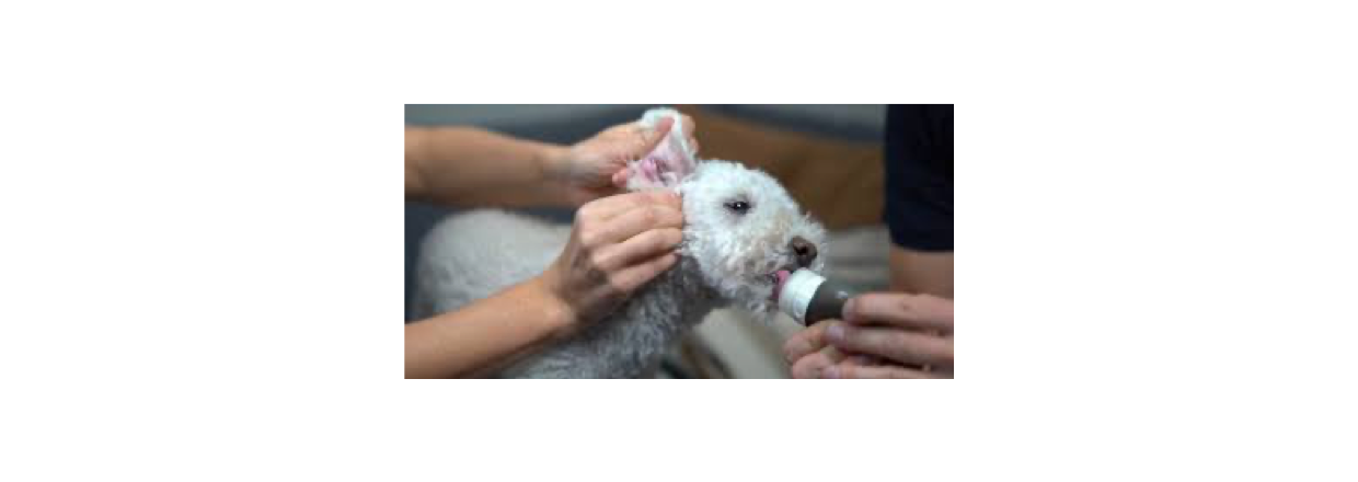 rerens og forebyggelse af reinfektioner hos hunde og katte